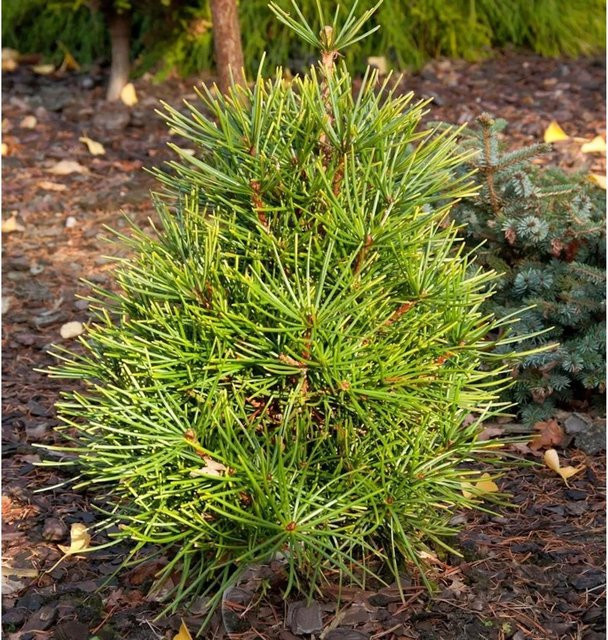 Japanische Schirmtanne Sciadopitys verticillata als grüner Nadelbaum für den Garten, Höhe: 45 cm - Bild 1
