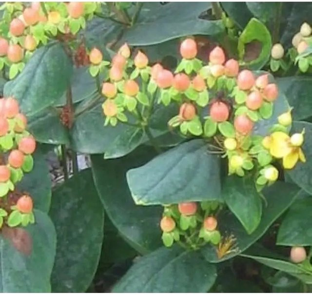 Johanniskraut Magical Beauty Hypericum gelbe Staude für Garten und Kübelpflanzung Höhe: 30-40 cm - Bild 1