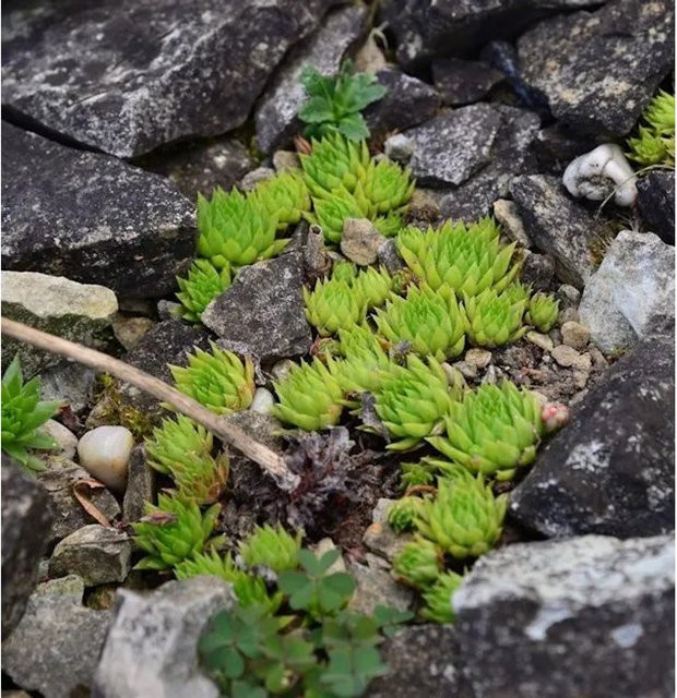 Bulgarische Kugel Hauswurz Jovibarba globifera grüne Staude von Nr-01.de - Bild 1
