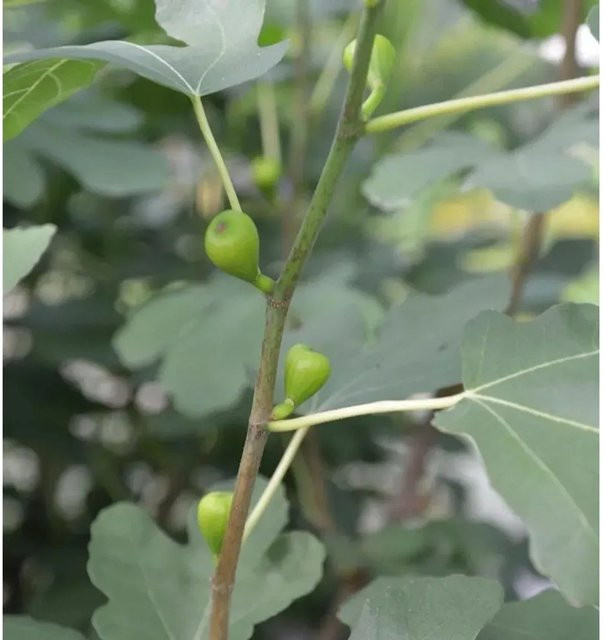 Echter Feigenbaum Ficus carica von Nr-01.de, Höhe: 80-100 cm - Bild 1