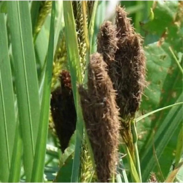 Ufersegge Carex riparia als mehrjährige Pflanze für den Teichrand in Grün von Die Nr-01.de - Bild 1