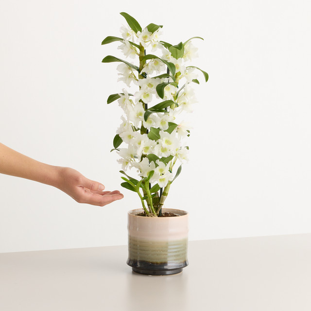 Lieblingsperlen Tischdeko von BLUME2000 in Weiß - Bild 1