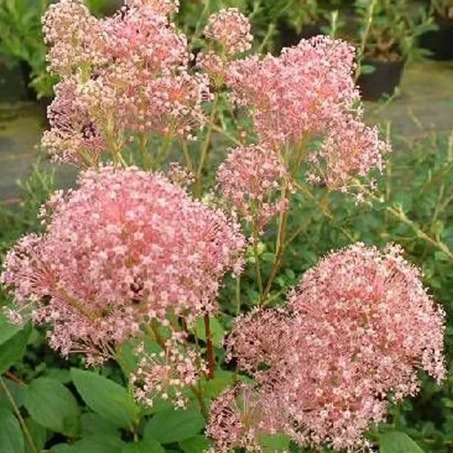 Arborix Säckelblume Marie Rose Ceanothus pallidus mit rosa Blüten, Höhe: 40 bis 50 cm - Bild 1