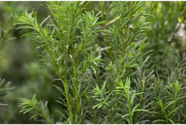 Taxus baccata Schwarzgrün Eibenhecke als Gartenstrauch in Grün, Höhe: 45 cm - Bild 1