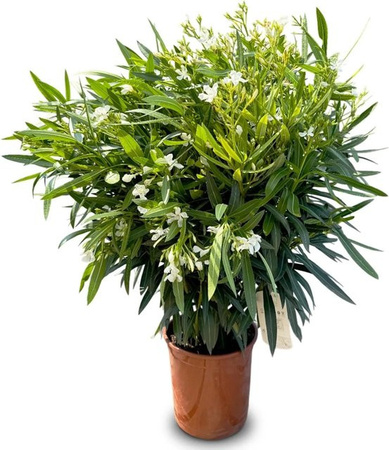 Sunnytree Oleander Nerium Oleander Pflanze in Weiß und Grün für draußen, Höhe: 140 bis 160 cm