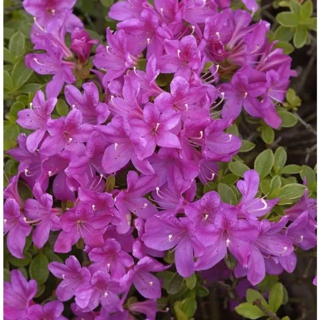 Japanische Azalee Diamant Himmelblau Rhododendron obtusum Zwerg Alpenrose in Blau - Bild 1