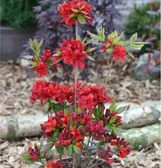 Azalee Nabucco Rhododendron luteum Alpenrose, Höhe: 40-50 cm - Bild 1