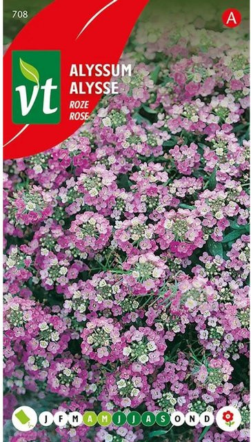 Arborix Steinkraut Rosie O'Day Alyssum Blumensamen für den Garten als niedriger Bodendecker, 0,5 g - Bild 1