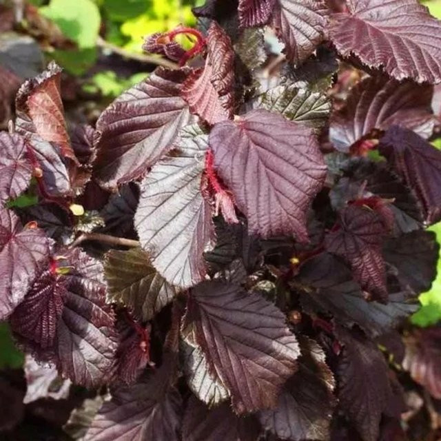 Arborix Haselnuss Red Majestic Corylus avellana mit dunkelrotem Laub im Container, Höhe: 30 bis 40 cm - Bild 1