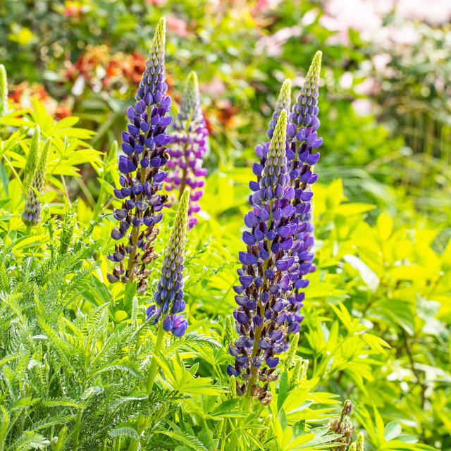 BIO Lupine Gallery Blau Lupinus polyphyllus Staude von BLUME2000, 3 Stück - Bild 1