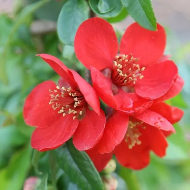 Arborix Zierquitte Crimson and Gold Chaenomeles superba, rot und gold, im Container - Bild 1