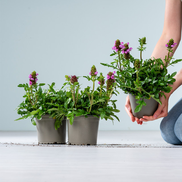 Prunella BLUME2000 Bodendecker Set mit 3 Stück für Gartenbeet und Blumenkübel - Bild 1