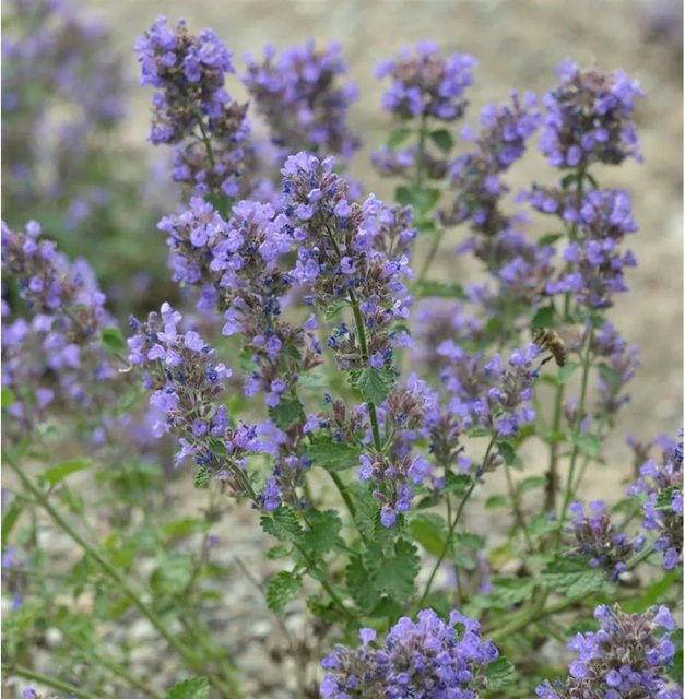 Nepeta faassenii Katzenminze Blauknirps lila mehrjährige Gartenpflanze im Topf - Bild 1