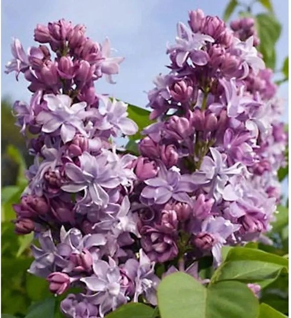 Edelflieder President Poincare Kircher-Collection Syringa vulgaris in Purple, Höhe: 30-40 cm - Bild 1