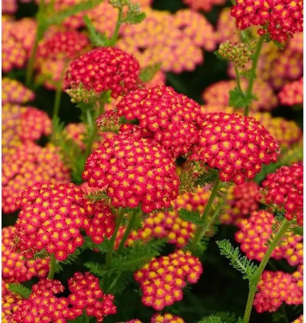 Schafgarbe Red Velvet Achillea millefolium rote Staude für den Garten - Bild 1