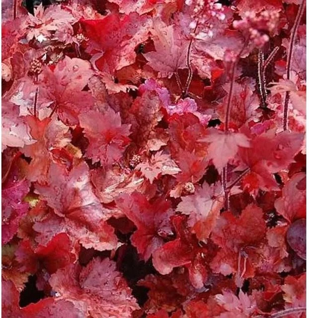 Heuchera micrantha Purpurglöckchen Fire Chief in Topf, rot und lila Bodendecker für den Garten - Bild 1
