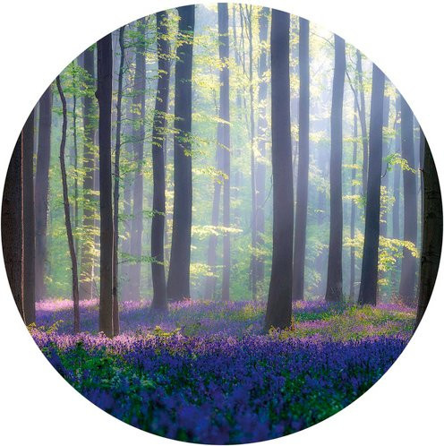 K&L Wall Art Runde Vliestapete Wald Glocken Blumen Lichtung, mehrfarbig, matt, B: 236 cm, H: 236 cm - Bild 1