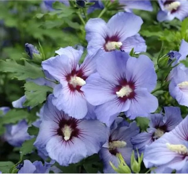 Hibiscus Garteneibisch Ultramarie blau Ziergehölz von Nr-01.de - Bild 1