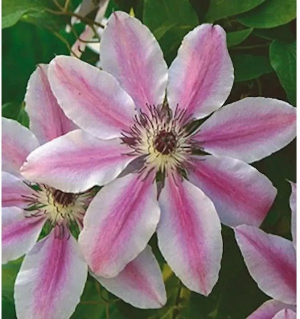 Clematis Waldrebe Nelly Moser Kletterpflanze in Lilarosa, Rot und Pink, Höhe: 60-80 cm - Bild 1