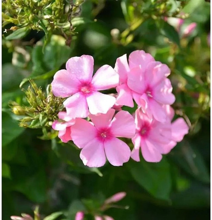 Hohe Flammenblume Sommerfreude Phlox paniculata Beetpflanze in Pink von Nr-01.de