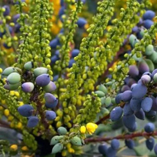 Arborix Mahonie Charity Mahonia x media als immergrüner Zierstrauch im Container, Höhe: 30 bis 50 cm - Bild 1