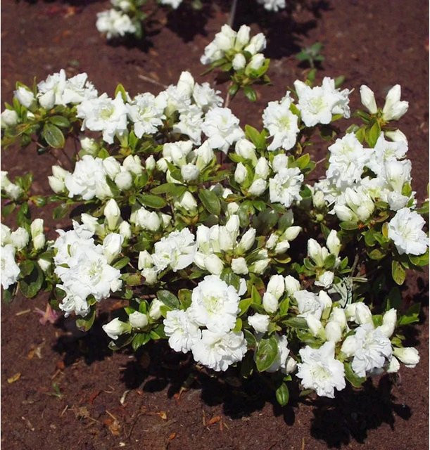 Japanische Azalee Eisprinzessin Rhododendron obtusum Zwerg Alpenrose Höhe: 40-50 cm - Bild 1