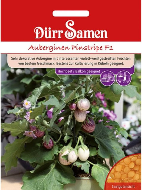 Dürr Auberginen Pinstripe F1 Saatgut - Bild 1