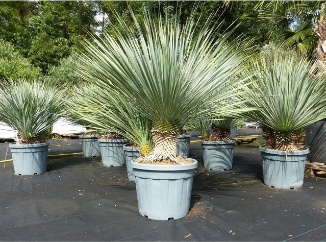 Yucca Rostrata, 2-3 stämmig, winterharte Zierpflanze, Höhe: 120 - 140 cm, Stamm: 10 - 30 cm, Grünwaren - Bild 1