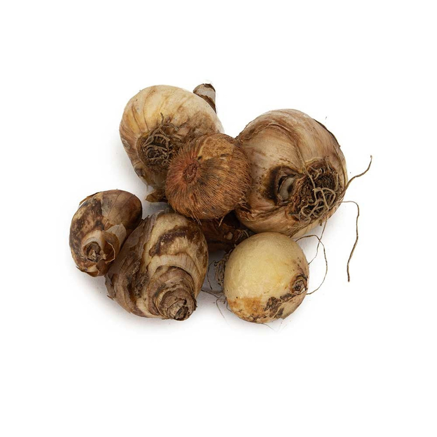 PuurBio Bio-Blumenzwiebelmix Kleiner Garten, 25 Stück - Bild 1