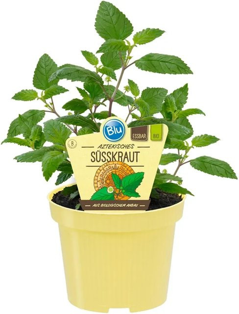 Blu Aztekisches Süßkraut Lippia dulcis im Topf mit Durchmesser ca. 12 cm - Bild 1