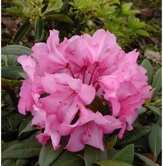 INKARHO Rhododendron Herbstzauber Alpenrose in Pink, Topfgröße 20-25 cm - Bild 1