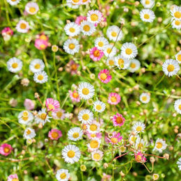 Spanisches Gänseblümchen Dekoration in Weiß und Rosa - Bild 1