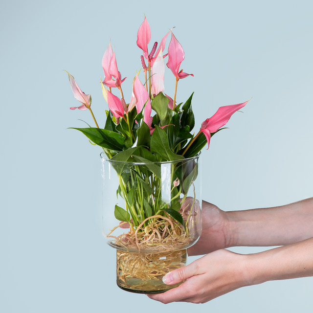 Anthurium Zimmerpflanze von BLUME2000 in Pink mit Glasvase - Bild 1