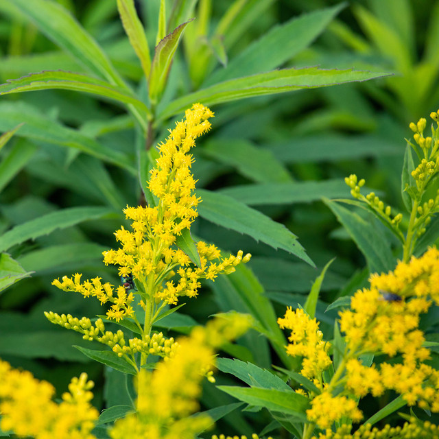 3er Set BIO Kanadische Goldrute Goldkind von BLUME2000, gelbe mehrjährige Zierpflanze für den Außenbereich - Bild 1