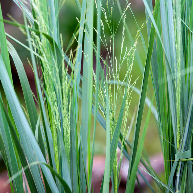 Rutenhirse Northwind Panicum ornamental Ziergras für die Beetgestaltung - Bild 1