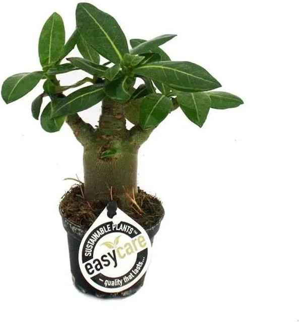 Exotenherz Adenium Obesum Miniwüstenrose in Überraschungsfarbe, hell bis sehr hell - Bild 1