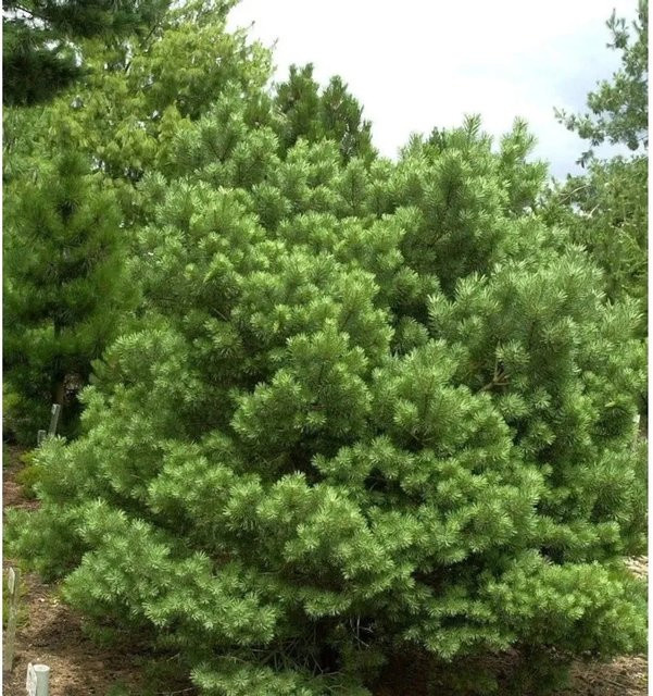 Zwerg Kiefer Sandringham Pinus sylvestris von Die Nr-01.de - Bild 1