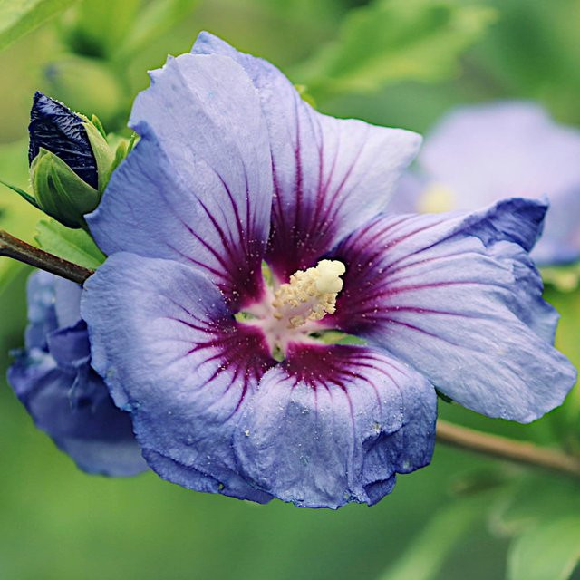 Syrische blaue Hibiskussamen VILMORIN 0,5 g - Bild 1