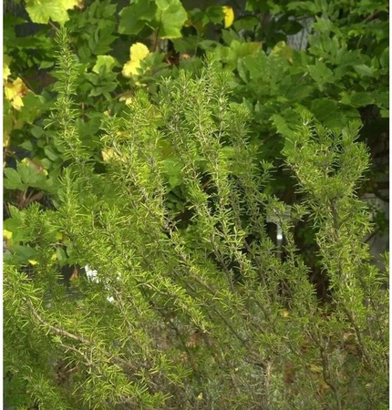 Rosmarin Weihenstephan Rosmarinus officinalis als Halbstrauch in Topf, Grün und Pink