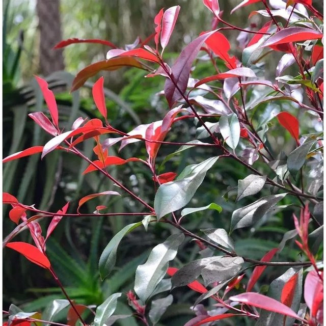 Photinia fraseri Glanzmispel Red Select als Heckenpflanze, Höhe: 40-60 cm - Bild 1