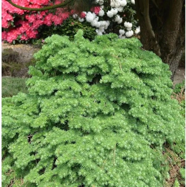 Japanische Lärche Little Boogle Larix kaempferi grün, Höhe: 30-40 cm - Bild 1
