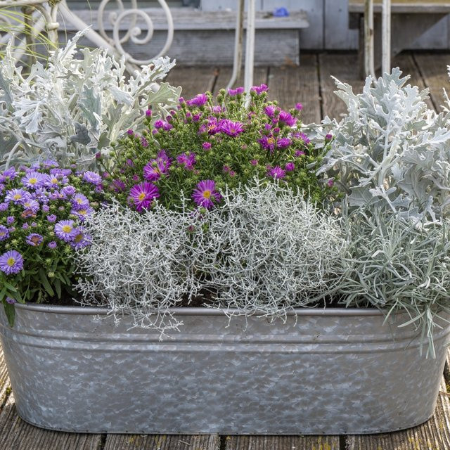 Balkonblumen Kühler Herbstmoment von Mein schöner Garten Shop, 10 mehrjährige Astern in bunt (Pink, Lila, Silber, Mehrfarbig) im Topf - Bild 1
