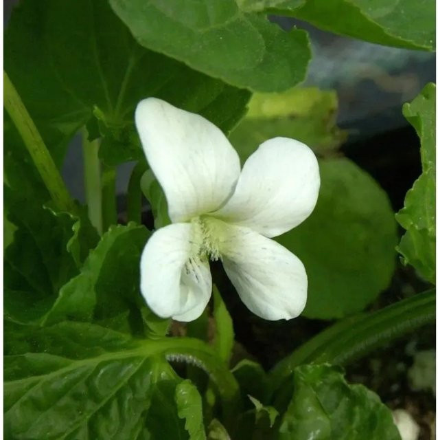 Duftveilchen Alba Viola odorata weiße Staude für den Garten - Bild 1