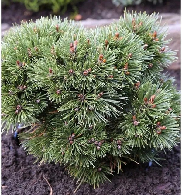 Zwerg Kugel Kiefer Heideperle Pinus uncinata in Grün und Silber, Höhe: 25-30 cm - Bild 1
