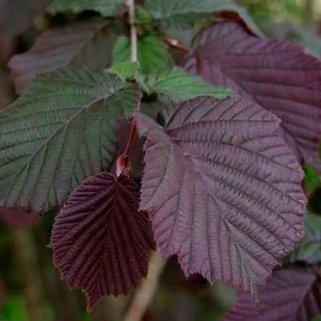 Arborix Bluthasel Purpurea Corylus maxima Rotlaubiger Sommerstrauch im Container, Höhe: 60 bis 80 cm - Bild 1