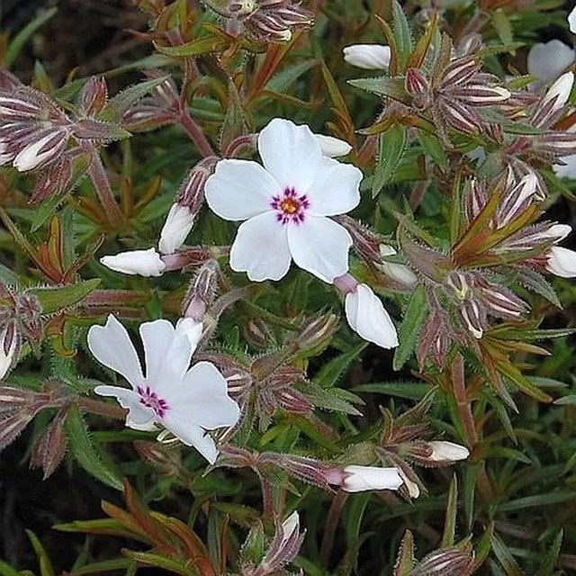 Niedrige Flammenblume Amazing Grace Phlox subulata als mehrjährige Bodendecker-Pflanze für den Garten - Bild 1
