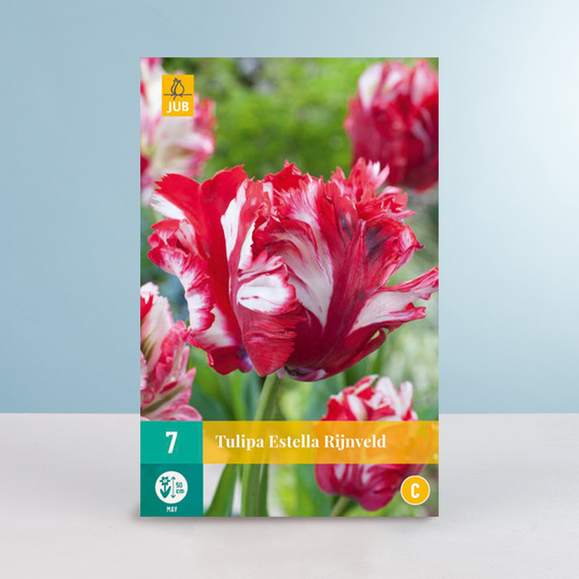 Papageien-Tulpe Estella Rijnveld Blumenzwiebeln von BLUME2000, 7 Stück - Bild 1