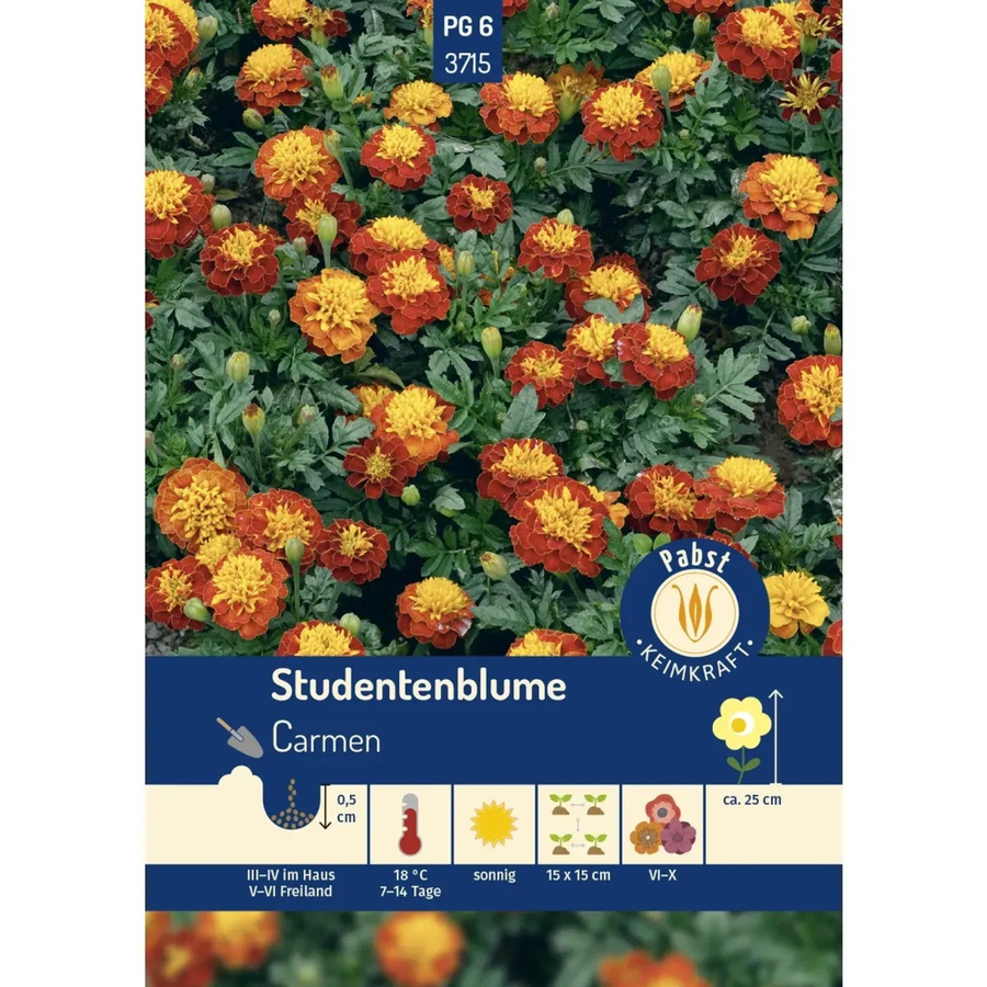 Pabst Keimkraft Studentenblume Carmen Saatgut - Bild 2