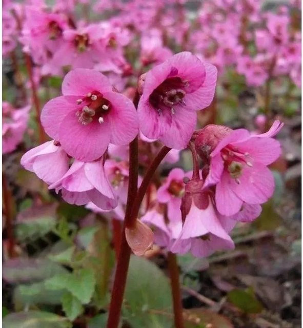 Bergenia cordifolia Rosi Klose - Immergrüne Staude und Bodendecker - Bild 1