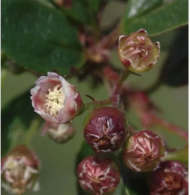 Glänzende Zwergmispel Cotoneaster lucidus als grüner Zierstrauch für den Garten, Höhe: 125-150 cm - Bild 1